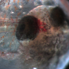 In vivo in silico: Fundulus Grandis