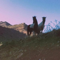 Caballos En Las Vías