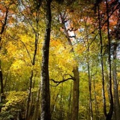 Blue Eye Full by Dave Randall