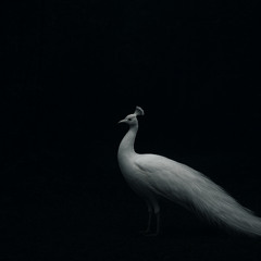 White Peacock