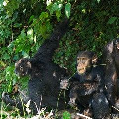 Yet another road to this great ape’s extinction