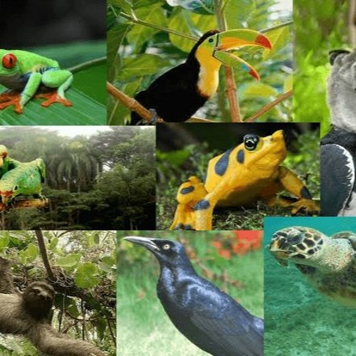 Stream Animales en peligro de extinción en Panamá by Haydeé Campos ...