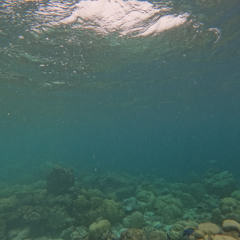 Filitheyo Maldives Hydrophone June 2025