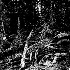 The Forest In The Dark