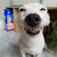 inarticulate dog