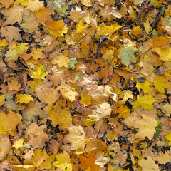 Quarter Tones - Fall in Poem