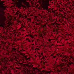 Milo Velour - Kilo Ft. Kerry The Ace