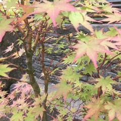 gentle fall arises