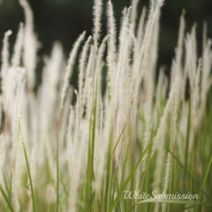 Admit Your White Defeat (TEASER)