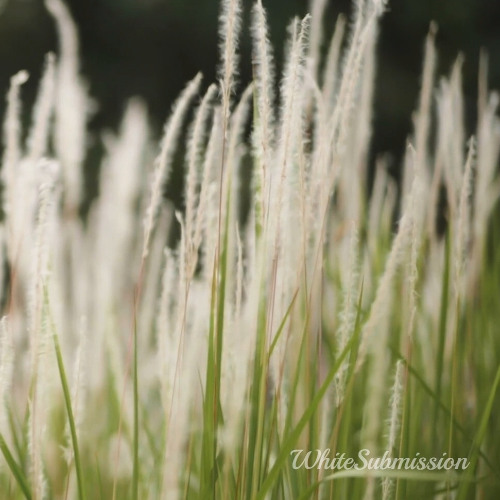 Admit Your White Defeat (TEASER)