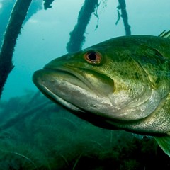 BASS TIME