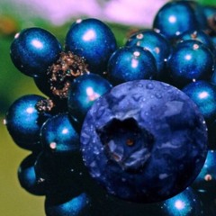 Blueberry Disco