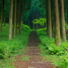 Reverie Woods