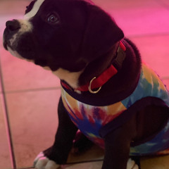 freestyle “lemon”