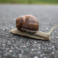 A Snail's Progress