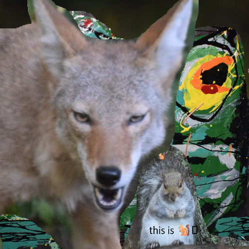 when COYOTE sudden appears and kill squirrel