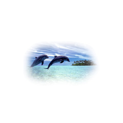 Seu$i - Dolphin Dream