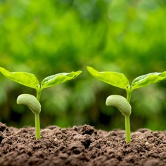 Homily for 4 Pentecost: "The God Who Works In Secret"