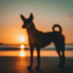 𝘭 𝘪 𝘧 𝘦 𝘪 𝘴 𝘢 𝘣 𝘪 𝘴 𝘩 🐕 (BB)