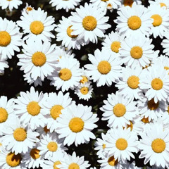 Пий з ромашки чай