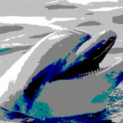 Dolphin Kisses