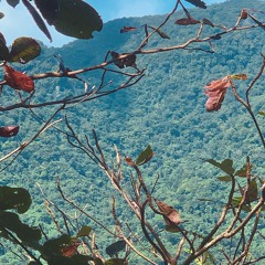 The Frightnrs - Which Way [mesklun DubHouse flip]