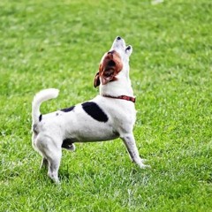 Barking Jack [Preview]