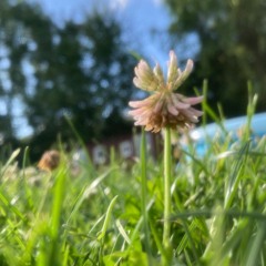 2024-07-16_K...ninchen@Donner Und Witz mit Royal TS+Fussel