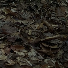 we all die either kill yourself or get killed prod edyn