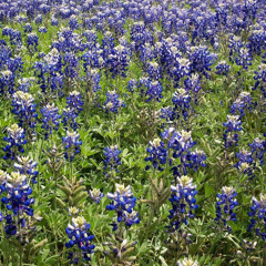 09 Let Me See The Bluebonnets Before I Die