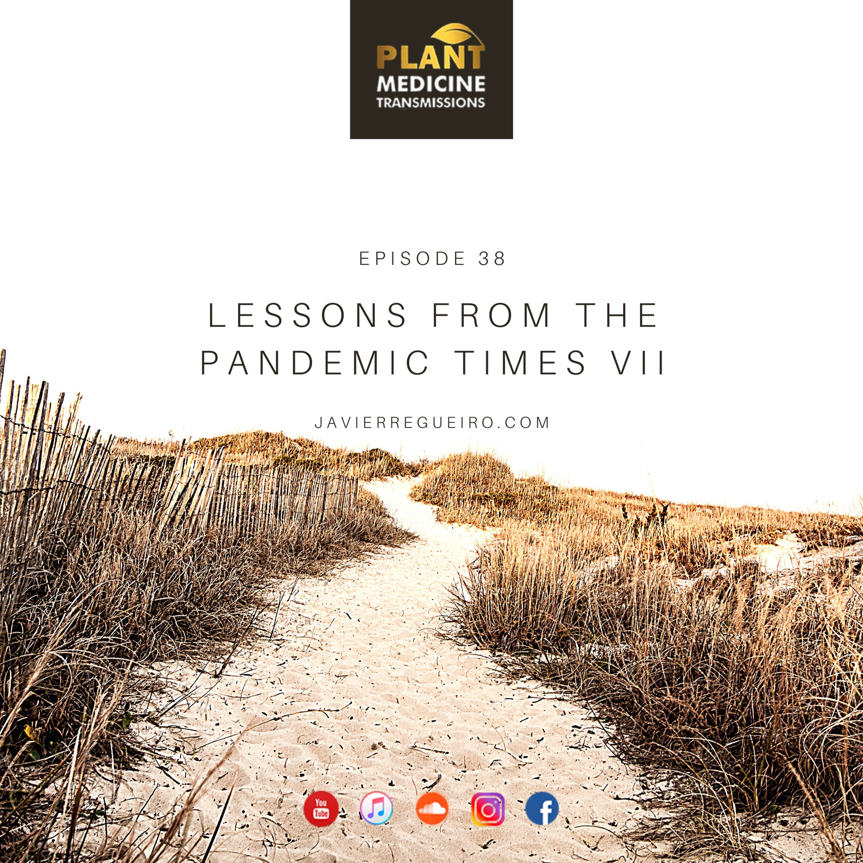 Plant Medicine Transmissions