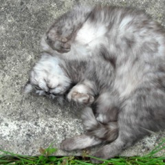 sssschat