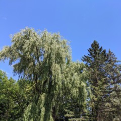 Dr AgonyRX • The Pad Bank challenge 279