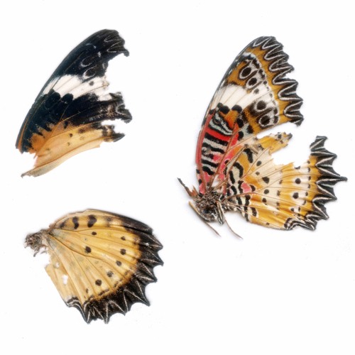 Peppermint Shade. (archive)