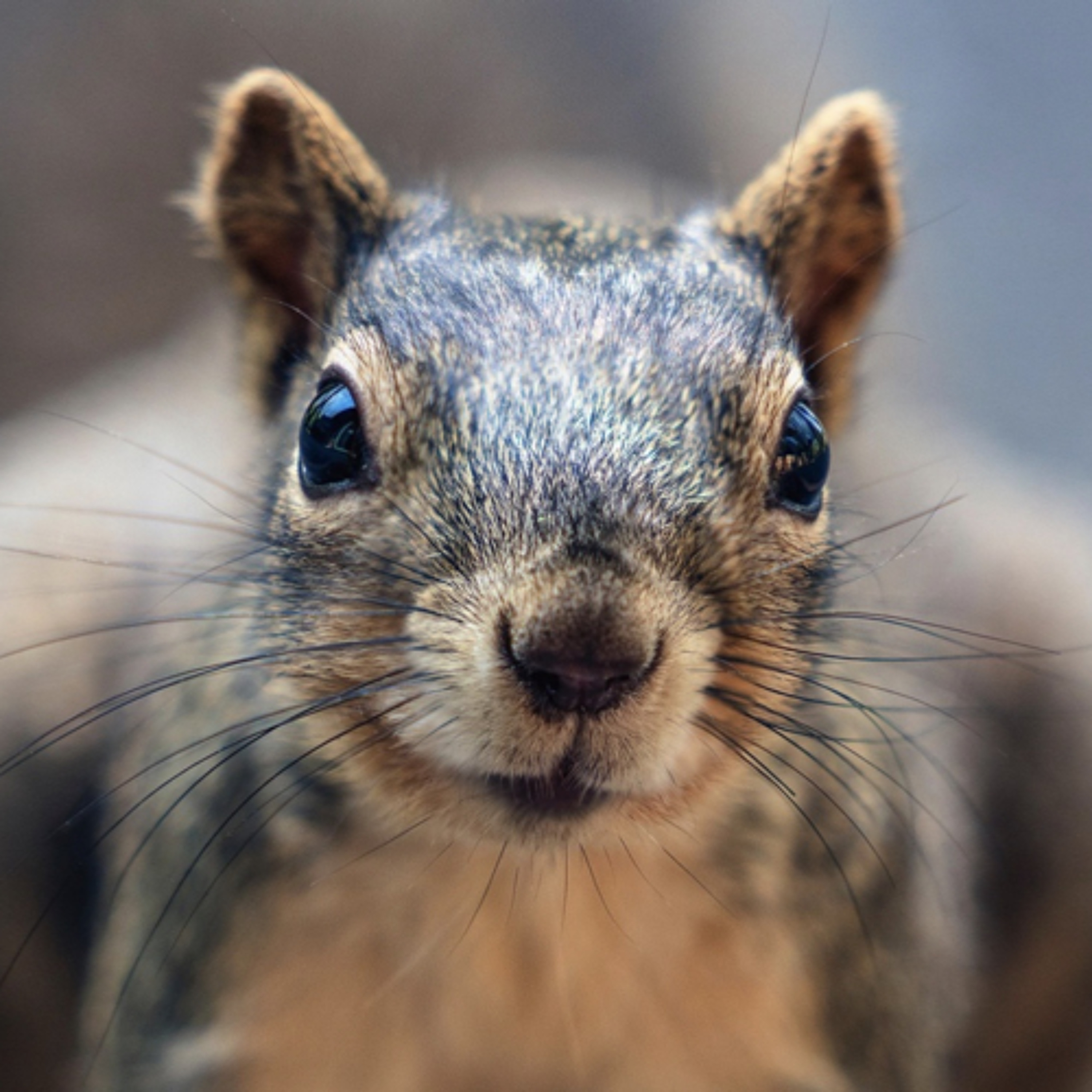 Quattro Stagioni 225 -  Il potere del nostro naso