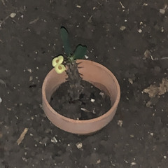 Someone For You (prod. bsvs)