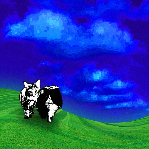 Catnip Island