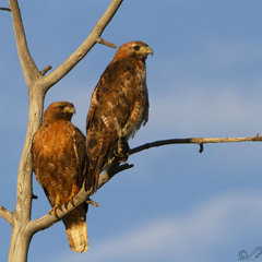 HAWK TUAH (Suno.AI)