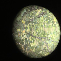 Dice Sempre La Stessa Così