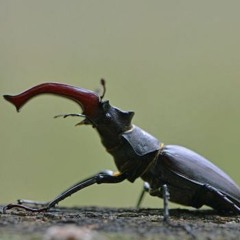 HK_Calm-&-Steady_tracks_65