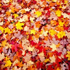 Autumn Leaves - Meister Eder (NoViCe Ｌｏｆｉ Flip)