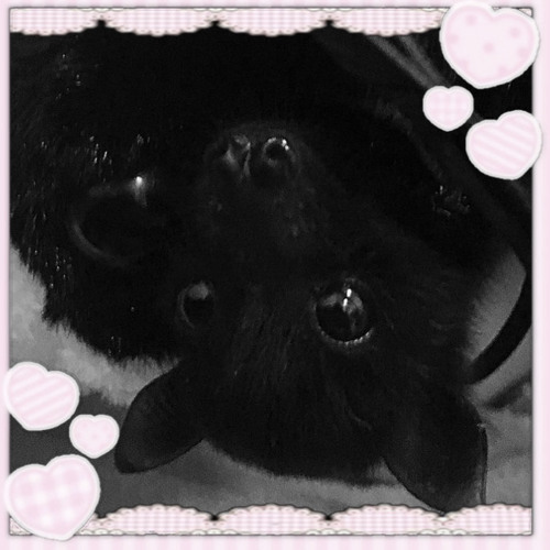 ＩLᵒᵛᵉᵧₒᵤ♥♡♡