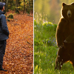 Pick The Bear