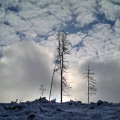 Ingo Sänger @ January 2021