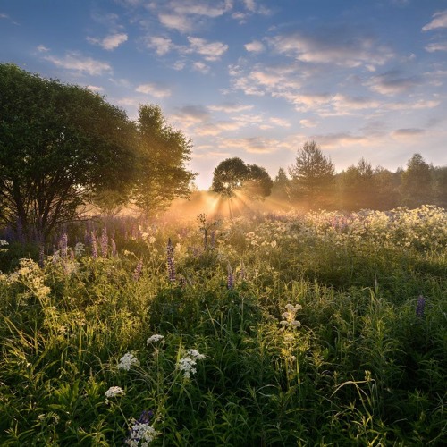 summer morning