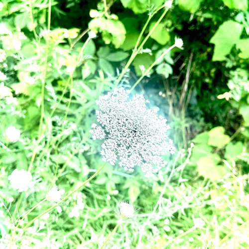 Sunbloom