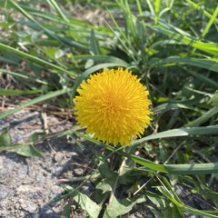 우리(김사월) 커버