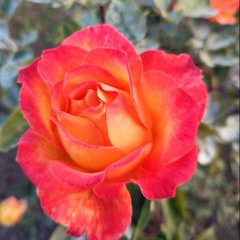 kill yourself - Kids V5