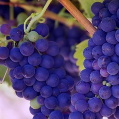 Grapes