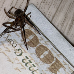 RINSE [SEKIZO 2k25 KIT OUT NOW!]